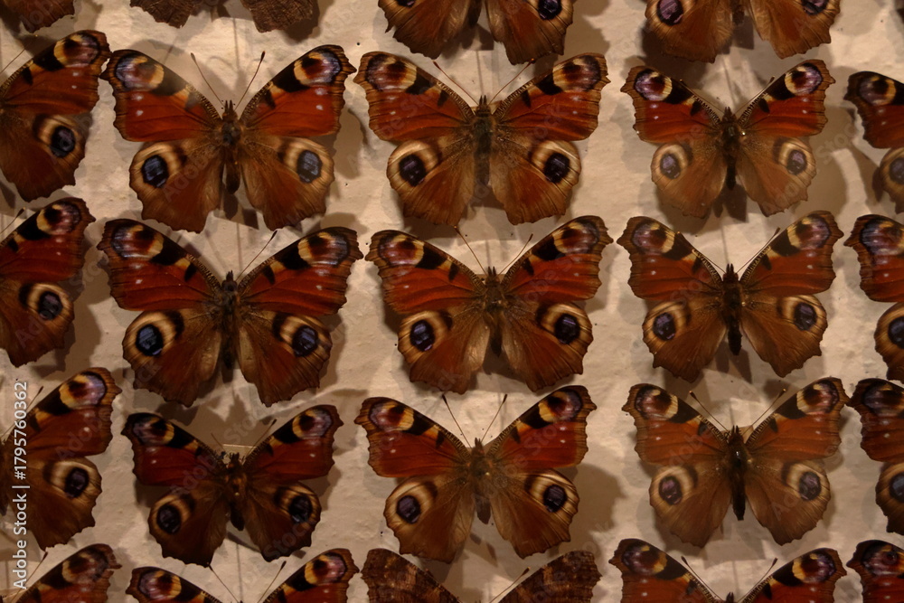 Fototapeta premium natural history museum