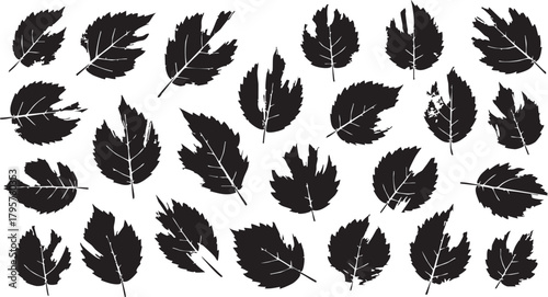 Set of various black natural leaf silhouettes with detailed texture and ragged edges deciduous plant foliage