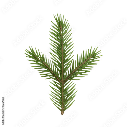 PNG Realistic evergreen pine branch