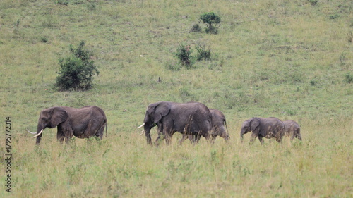 Canvas Print elephants in the wild