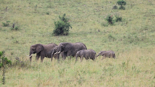 Canvas Print elephants in the wild