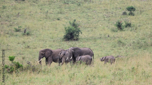 Photography elephants in the wild