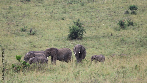 Photography elephants in the wild