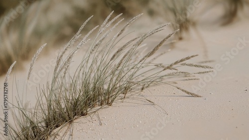 Fototapeta Naklejka Na Ścianę i Meble -  Grasses growing on sand dunes in a desert landscape.