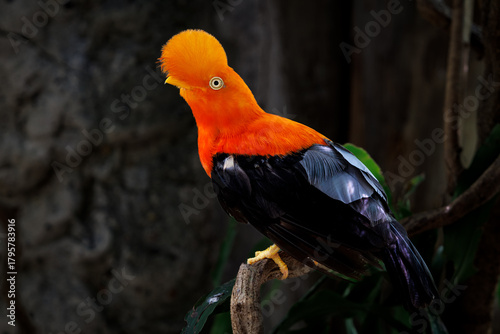 Obraz na płótnie Andean cock of the rock (Rupicola peruvianus) in the national aviary of Colombia