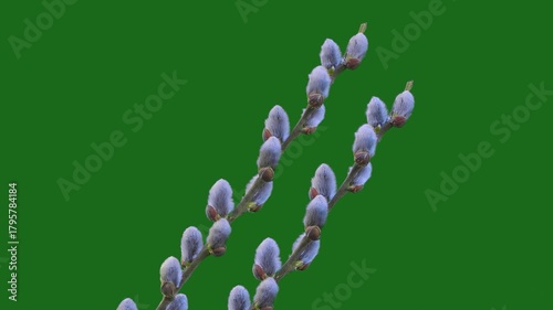 Easter symbol, first flowers of the willow tree in early spring on a green screen
