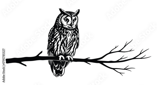 Black owl perched on bare branch bird tree