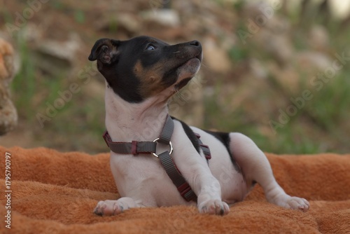 Ein kleines Hundebaby

