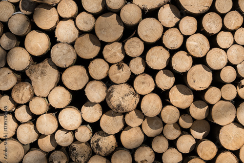 Forstwirtschaft im Winter