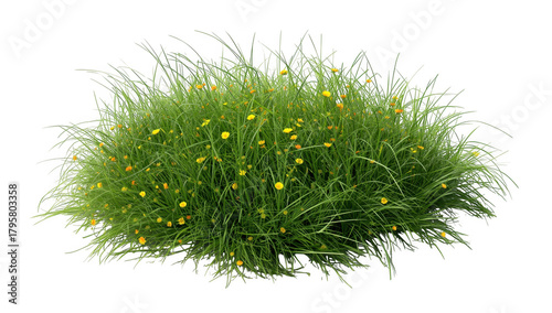 A clump of green grass with small yellow flowers isolated on transparent background