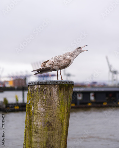 screeching seagull on a wooden column