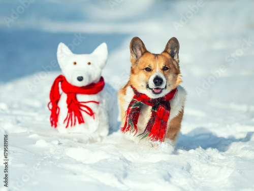 A cute corgi puppy in a warm scarf walks in a winter park next to a snowman i...