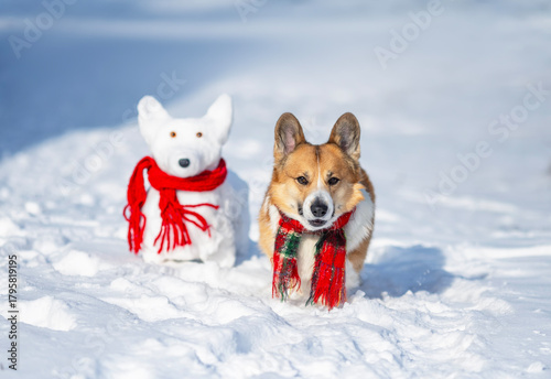 A cute corgi puppy in a warm scarf walks in a winter park next to a snowman i...