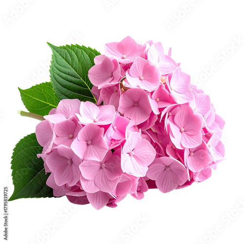Pink hydrangea bloom with delicate petals, vibrant green leaves