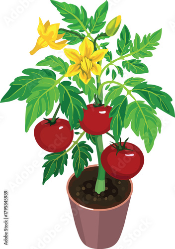 Tomato plant with big ripe red fruits, green leaves and yellow flowers isolated on white background