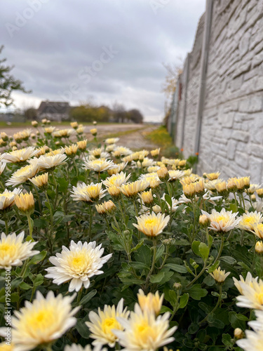 a beautiful yellow chrysanthemum bush blooms in the village.