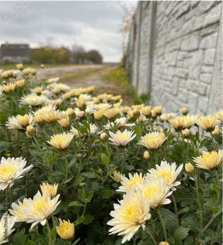 a beautiful yellow chrysanthemum bush blooms in the village.
