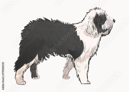 Old English Sheepdog animal illustration vector