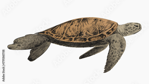 Sea turtle animal illustration vector