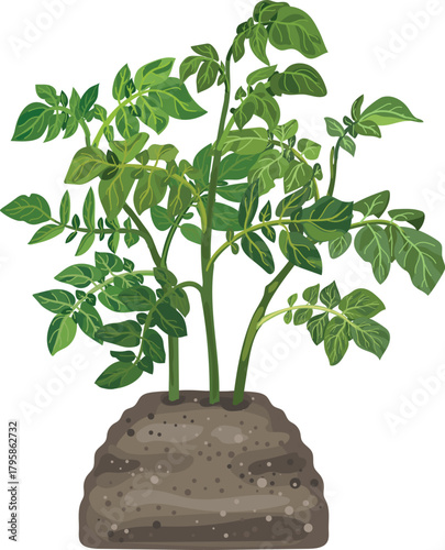 Potato plant isolated on white background