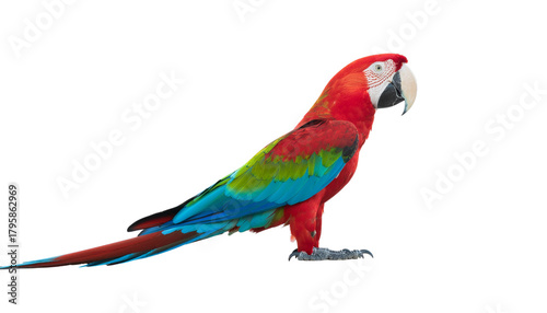 Scarlet macaw with red, green, and blue plumage, perched on the ground, isolated against a white background. high-key lighting