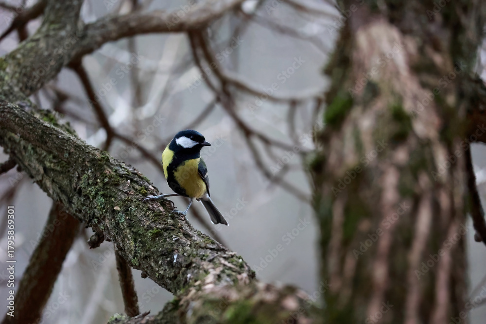 Naklejka premium A Detailed Close-Up Of A Great Tit Perched On A Thick, Mossy Tree Branch In Its Natural Woodland Habitat.