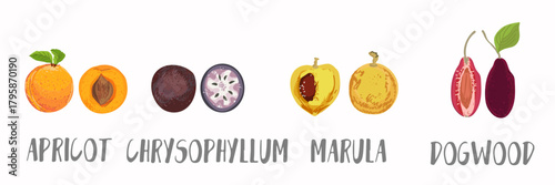 Vector fruits icons set in hand drawn style. Collection farm product for restaurant menu, market label.