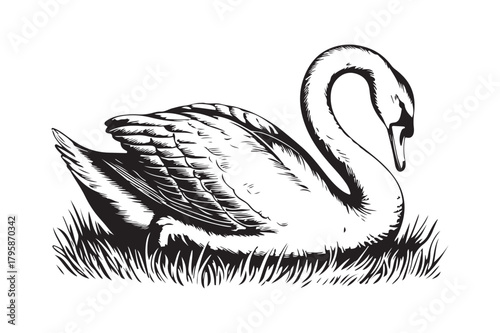Elegant swan resting gracefully in tall grass