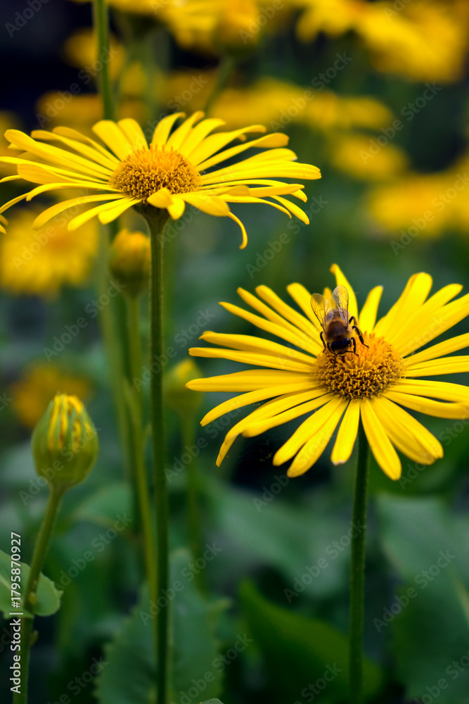 Fototapeta premium Great Leopards bane flower in the spring garden.Bee and yellow flowers. Summer and spring background. A bee collect nectar sitting on yellow flower.