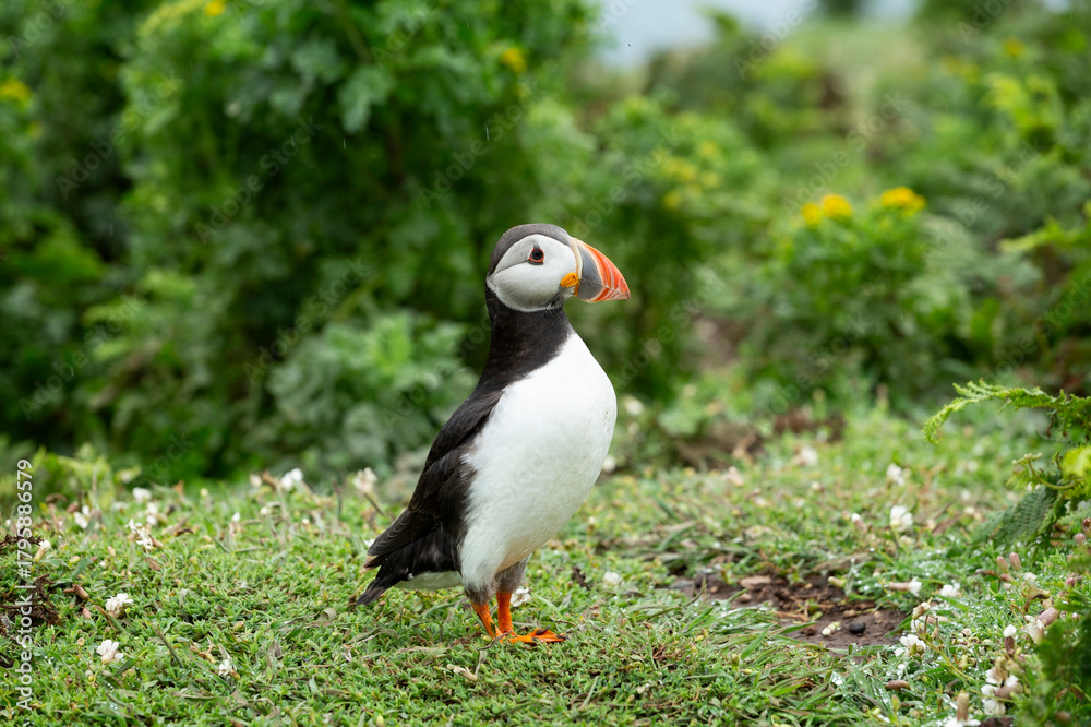 Fototapeta premium Close up of a Puffin standing on bed of green grass with diffused background on Skomer Island, Pembrokeshire, UK