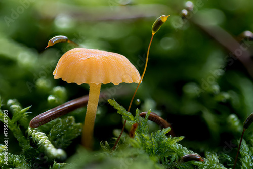 Ein kleiner gelber Pilz wächst im Moos