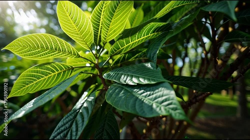 Close-up of vibrant green leaves with intricate vein patterns in natural sunlight