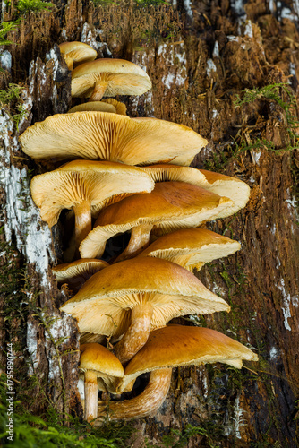 Ein Gruppe gelber Pilze wächst aus einem morschen Baumstumpf