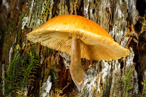 Ein gelber Pilz wächst aus einem morschen Baumstumpf