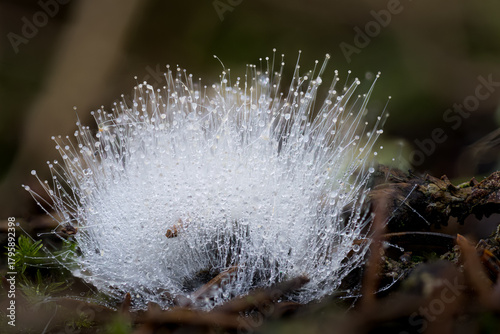 Schimmelpilz mit lange weißen Fäden und Sporenkapseln 
