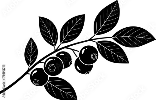 Black silhouette depicts a hazelnut branch bearing leaves and nuts beautifully against a white backdrop
