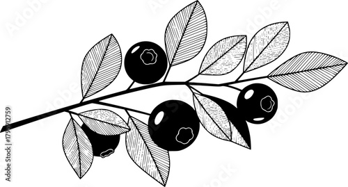 Black silhouette depicts a hazelnut branch bearing leaves and nuts beautifully against a white backdrop
