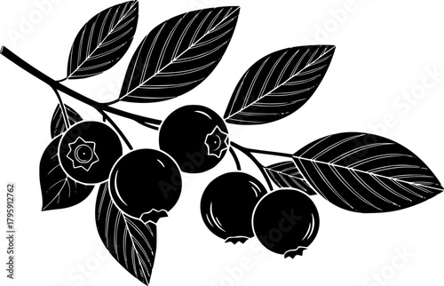 Black silhouette depicts a hazelnut branch bearing leaves and nuts beautifully against a white backdrop
