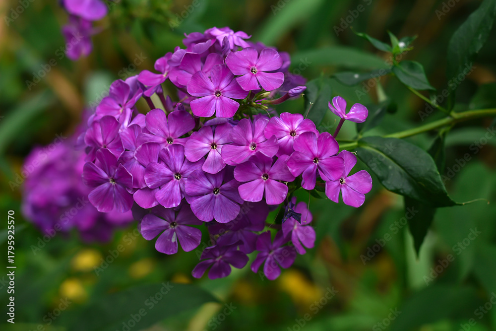 Fototapeta premium Bright pink Phlox in the garden. Phlox flowers background. Violet phloxes blooming in the summer garden.