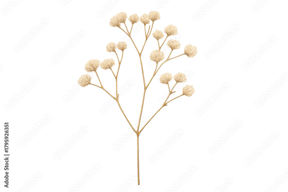Fototapeta premium Beige dried plant sprig with transparent background