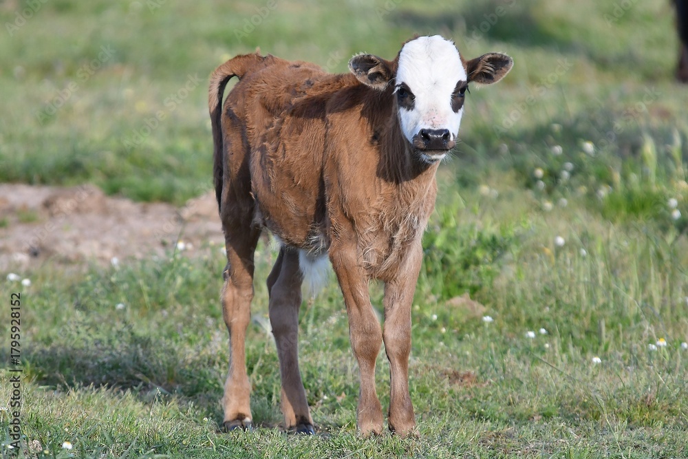 Obraz premium vaca brava en el campo