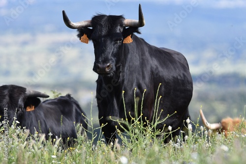 vaca brava en el campo