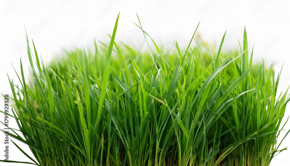 Obraz premium Green Grass Isolated For Object Design
