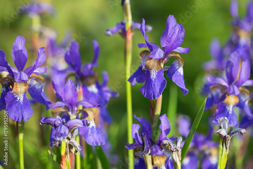 Blue Iris flowers growing outside in early spring