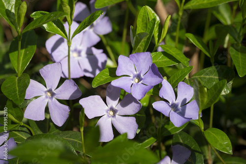 Blue flowers of vinca minor in spring
