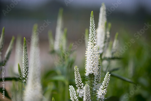 Closeup of white flowers of veronica longifoli