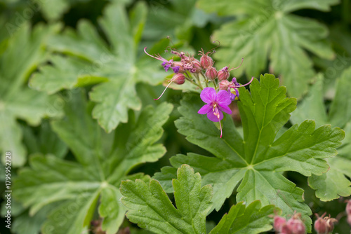 Growing green pulmonaria (lungwort) plant