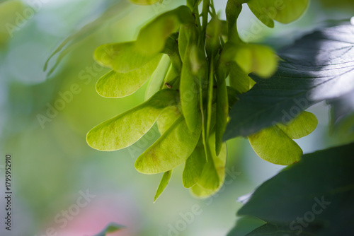 Green maple tree seeds in june