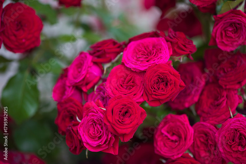 Red and pink flowers of roses in the garden