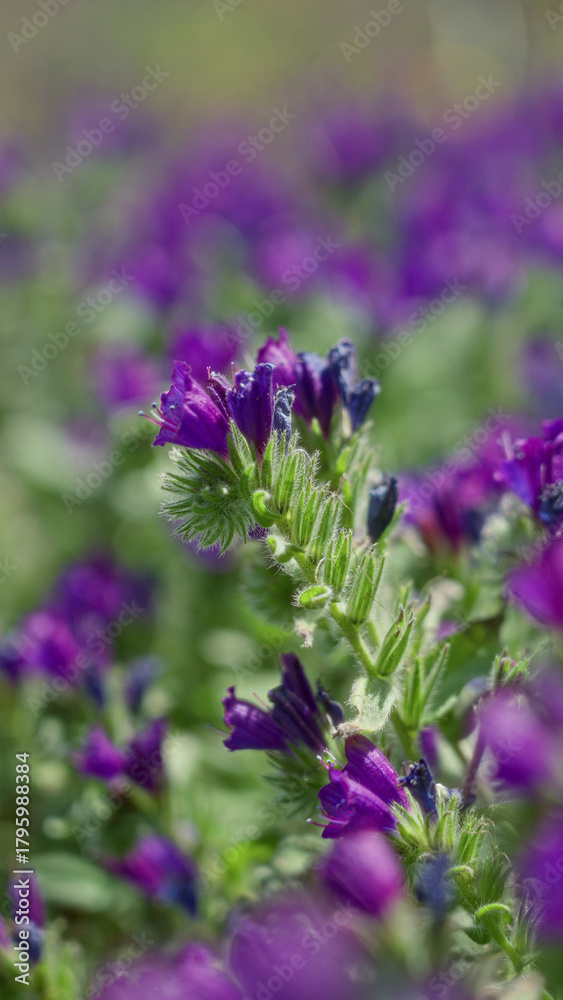 Obraz premium Closeup of vibrant purple echium plant with fuzzy green leaves blooming under the sunny torrevieja sky, capturing the essence of outdoor mediterranean flora.